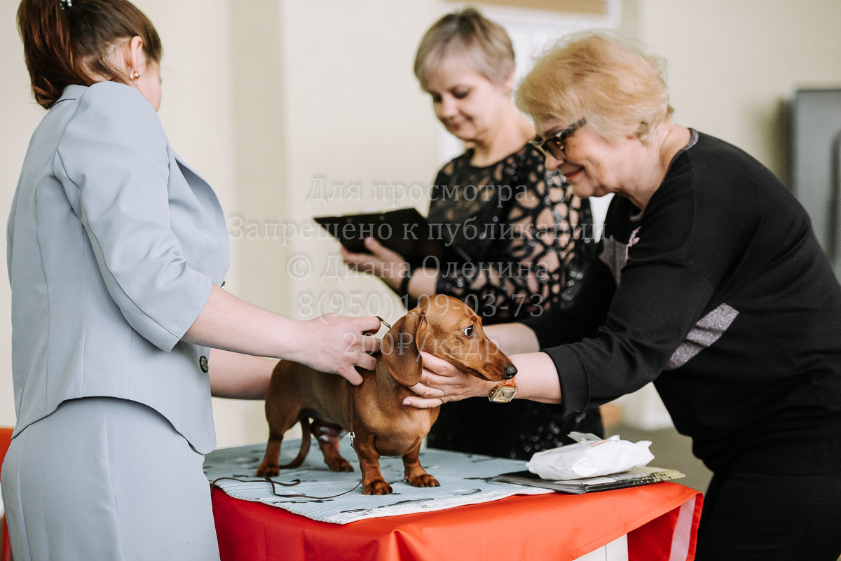 26.03.2022 Выставка собак г. Братск Континенталь. Фотограф Диана Оленина Красноярск / Братск