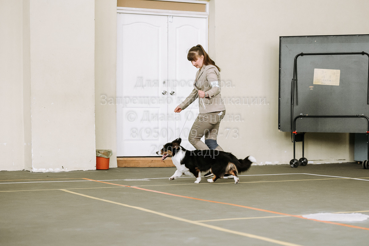 26.03.2022 Выставка собак г. Братск Континенталь. Фотограф Диана Оленина Красноярск / Братск