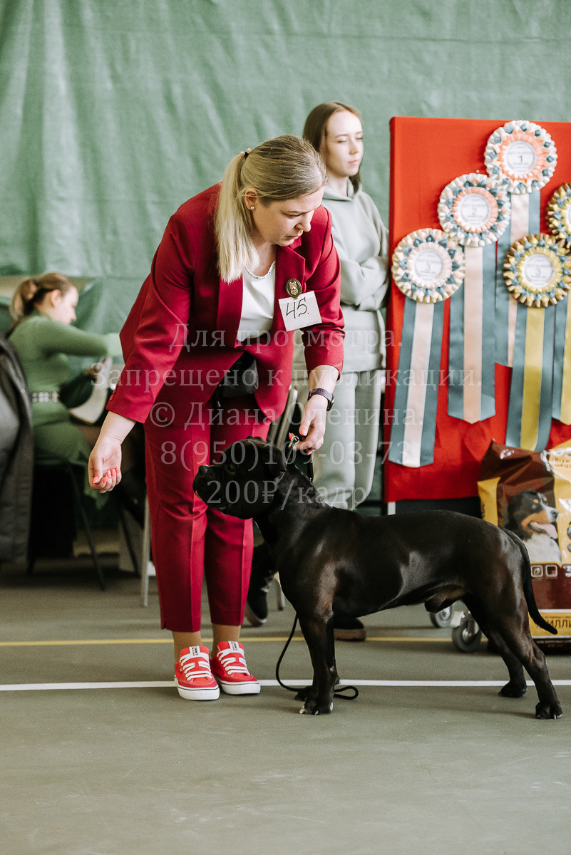26.03.2022 Выставка собак г. Братск Континенталь. Фотограф Диана Оленина Красноярск / Братск