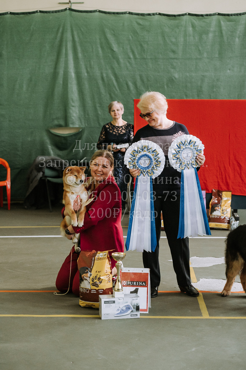 26.03.2022 Выставка собак г. Братск Континенталь. Фотограф Диана Оленина Красноярск / Братск