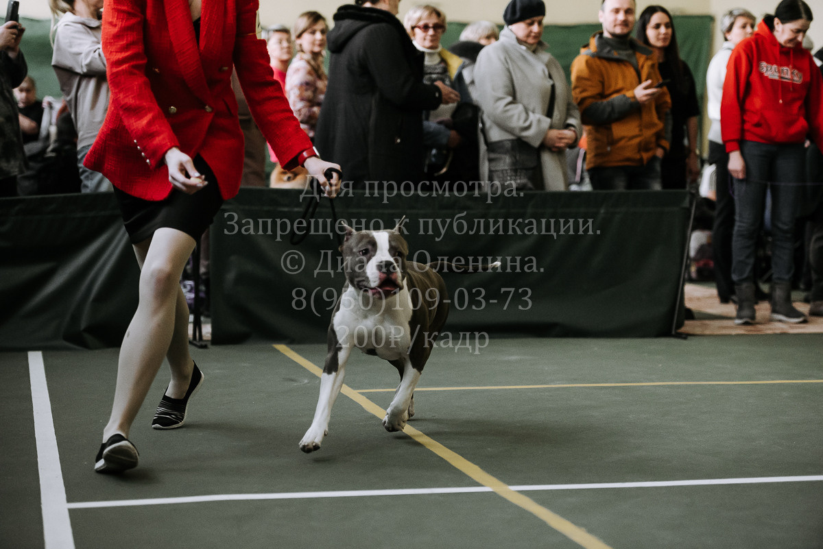 26.03.2022 Выставка собак г. Братск Континенталь. Фотограф Диана Оленина Красноярск / Братск