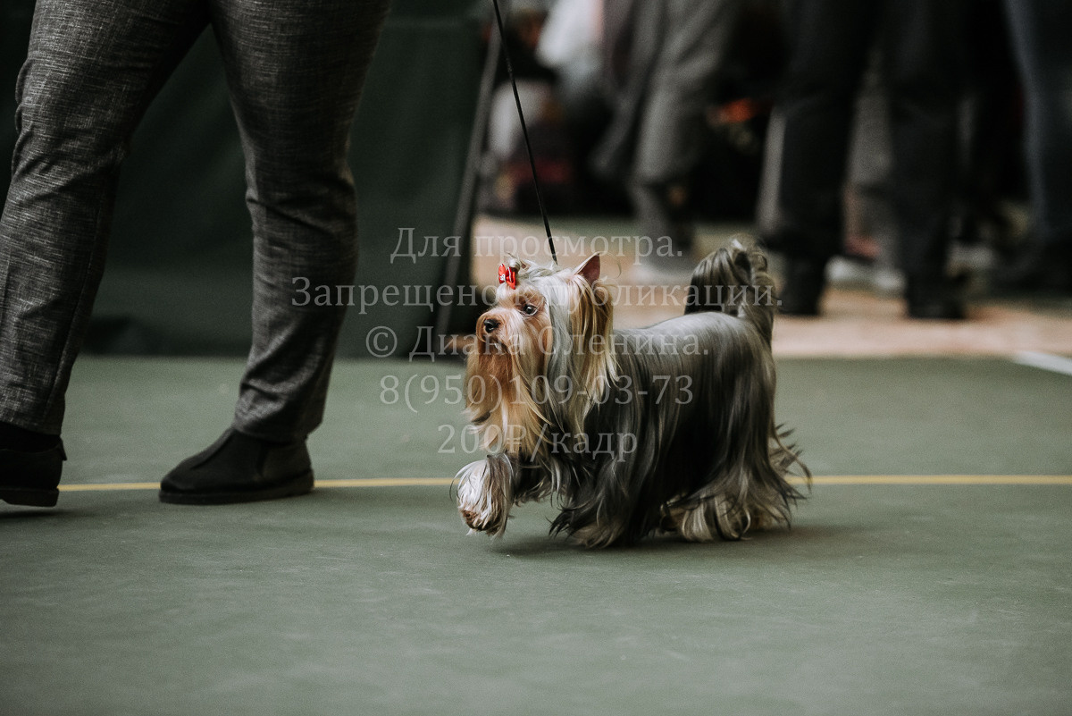26.03.2022 Выставка собак г. Братск Континенталь. Фотограф Диана Оленина Красноярск / Братск