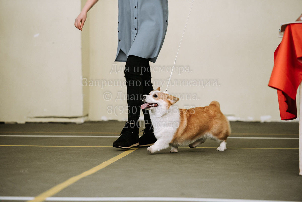 26.03.2022 Выставка собак г. Братск Континенталь. Фотограф Диана Оленина Красноярск / Братск