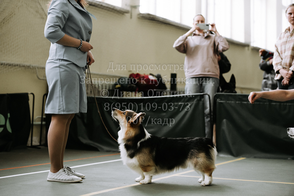 26.03.2022 Выставка собак г. Братск Континенталь. Фотограф Диана Оленина Красноярск / Братск
