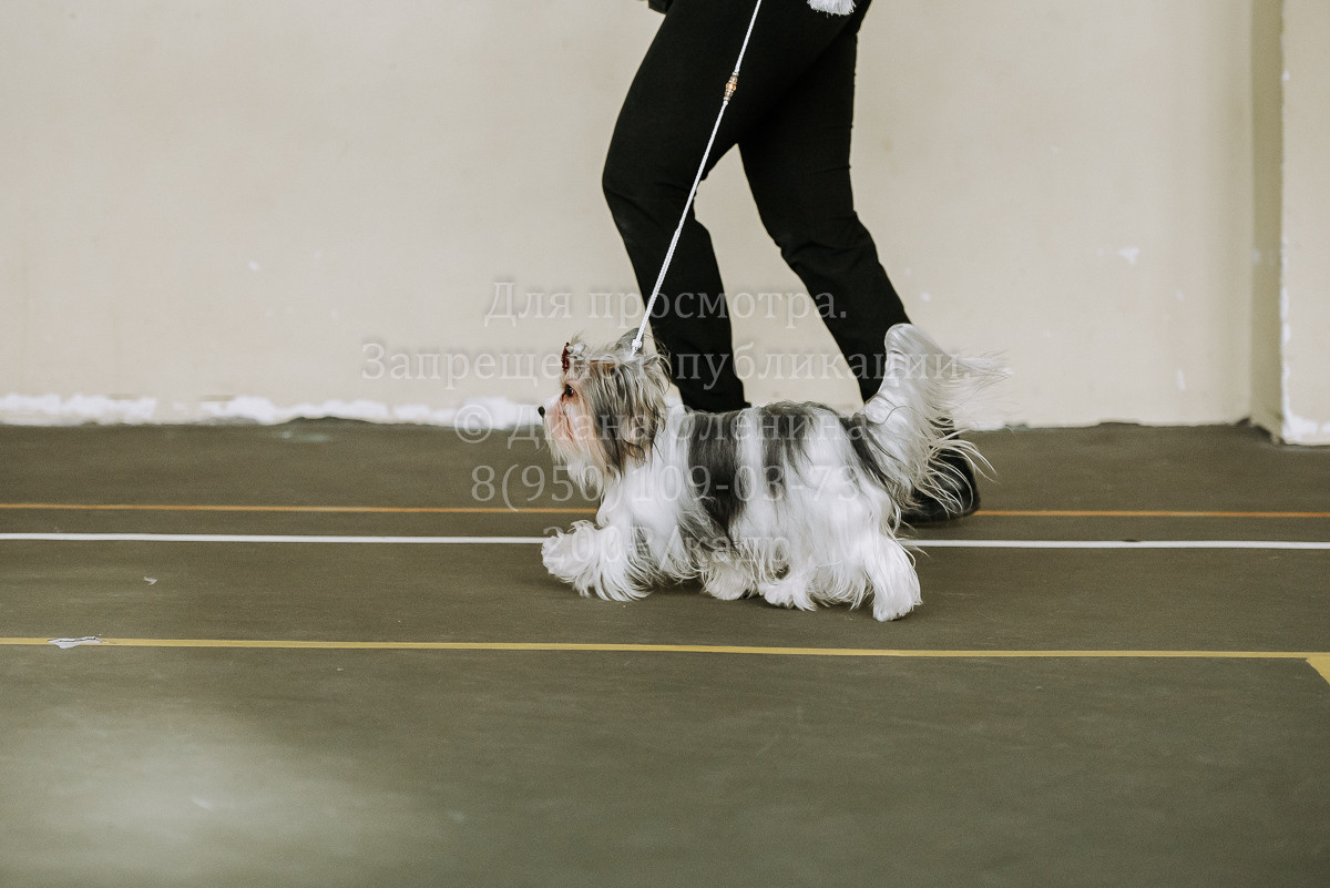 26.03.2022 Выставка собак г. Братск Континенталь. Фотограф Диана Оленина Красноярск / Братск