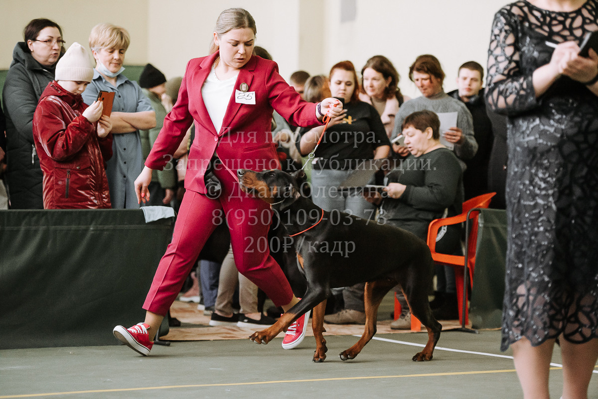 26.03.2022 Выставка собак г. Братск Континенталь. Фотограф Диана Оленина Красноярск / Братск