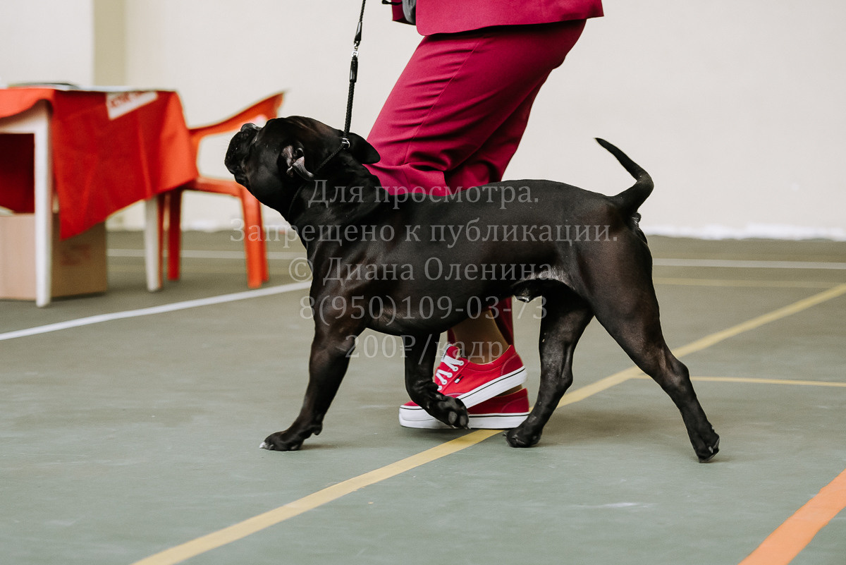 26.03.2022 Выставка собак г. Братск Континенталь. Фотограф Диана Оленина Красноярск / Братск