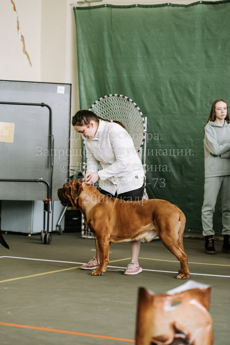26.03.2022 Выставка собак г. Братск Континенталь. Фотограф Диана Оленина Красноярск / Братск