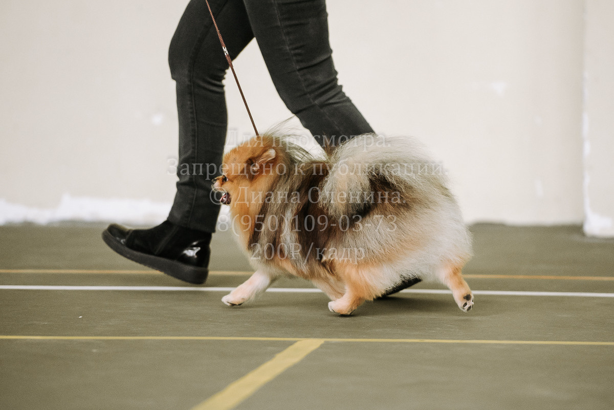 26.03.2022 Выставка собак г. Братск Континенталь. Фотограф Диана Оленина Красноярск / Братск