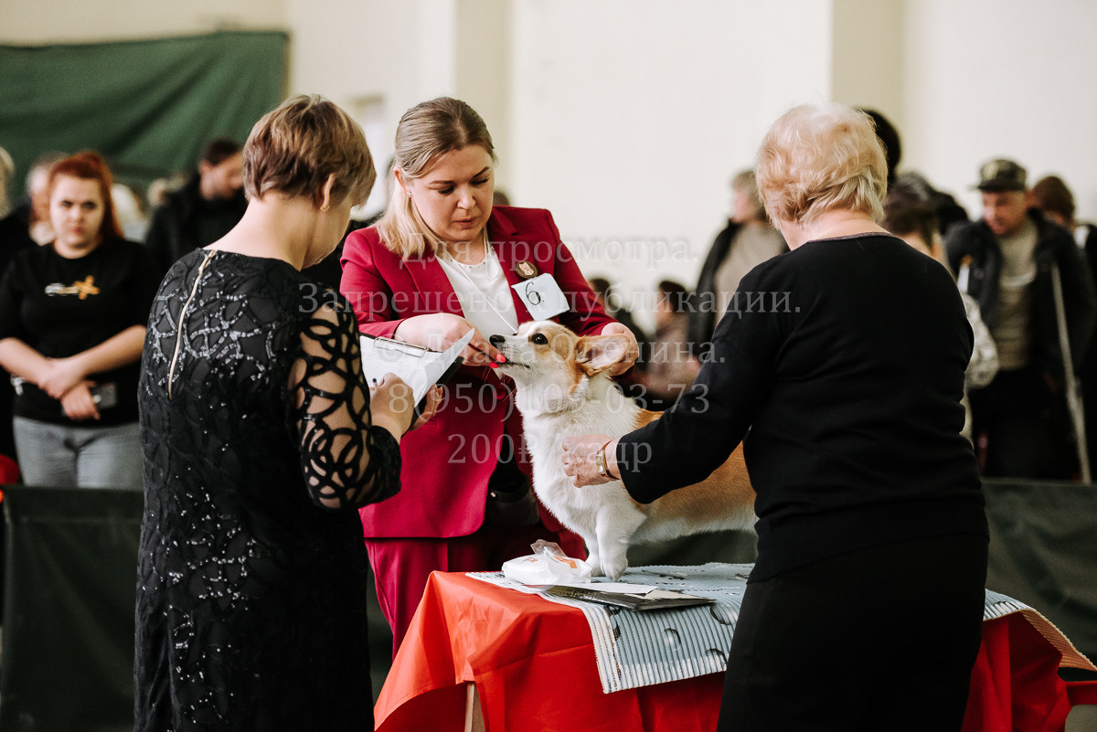 26.03.2022 Выставка собак г. Братск Континенталь. Фотограф Диана Оленина Красноярск / Братск