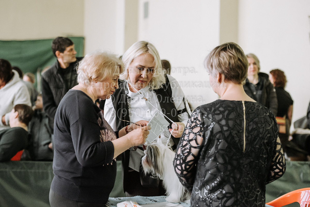 26.03.2022 Выставка собак г. Братск Континенталь. Фотограф Диана Оленина Красноярск / Братск