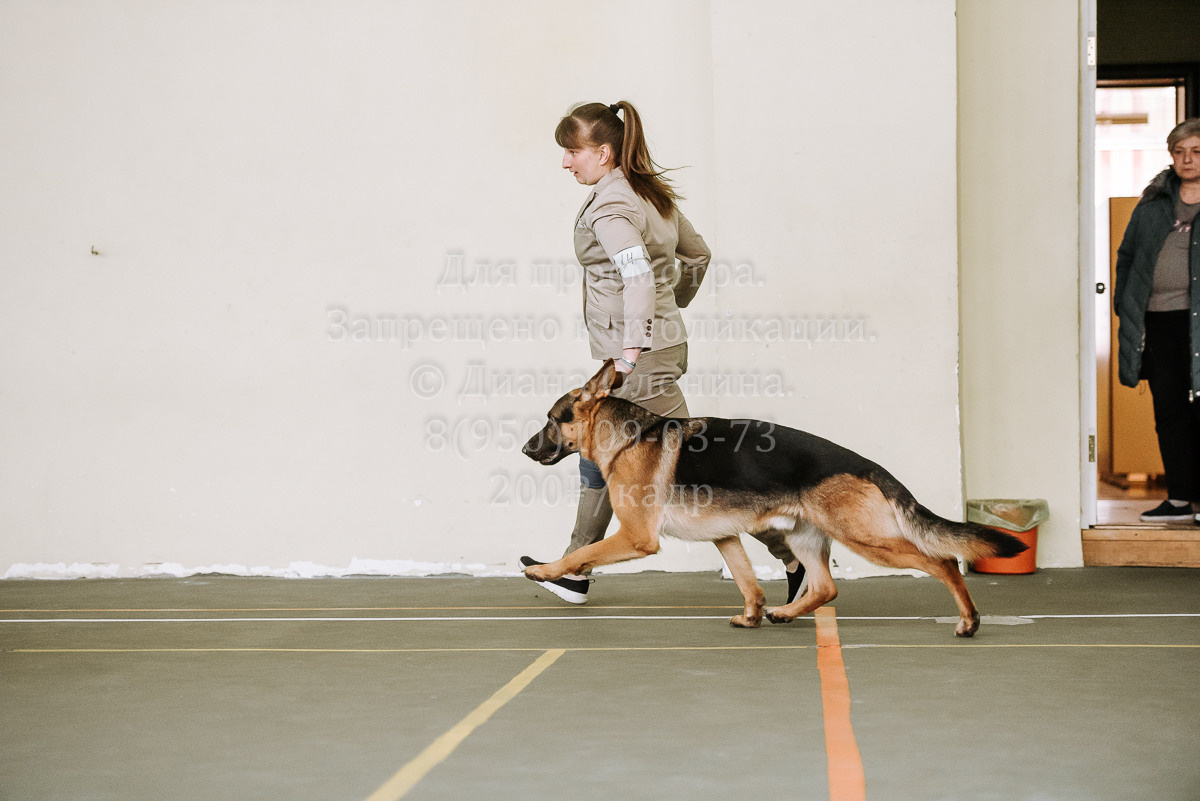 26.03.2022 Выставка собак г. Братск Континенталь. Фотограф Диана Оленина Красноярск / Братск