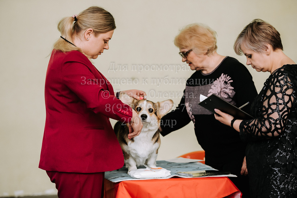 26.03.2022 Выставка собак г. Братск Континенталь. Фотограф Диана Оленина Красноярск / Братск