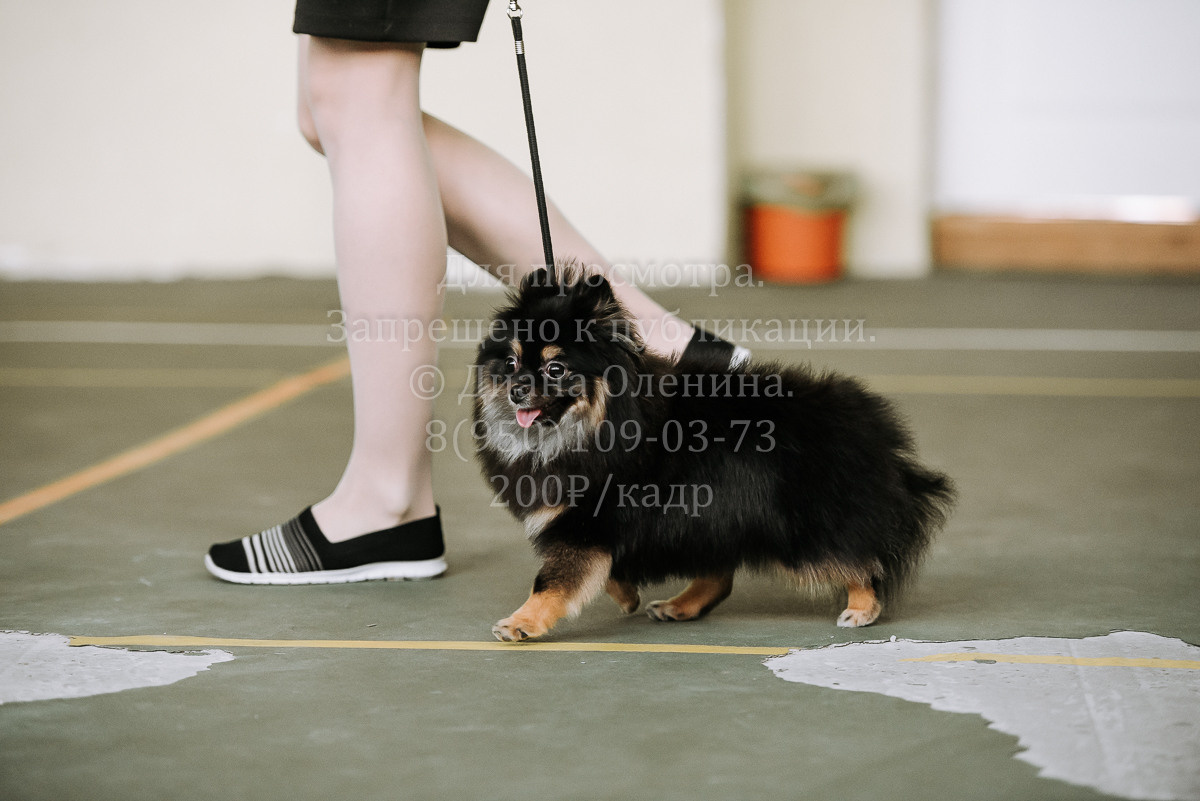 26.03.2022 Выставка собак г. Братск Континенталь. Фотограф Диана Оленина Красноярск / Братск