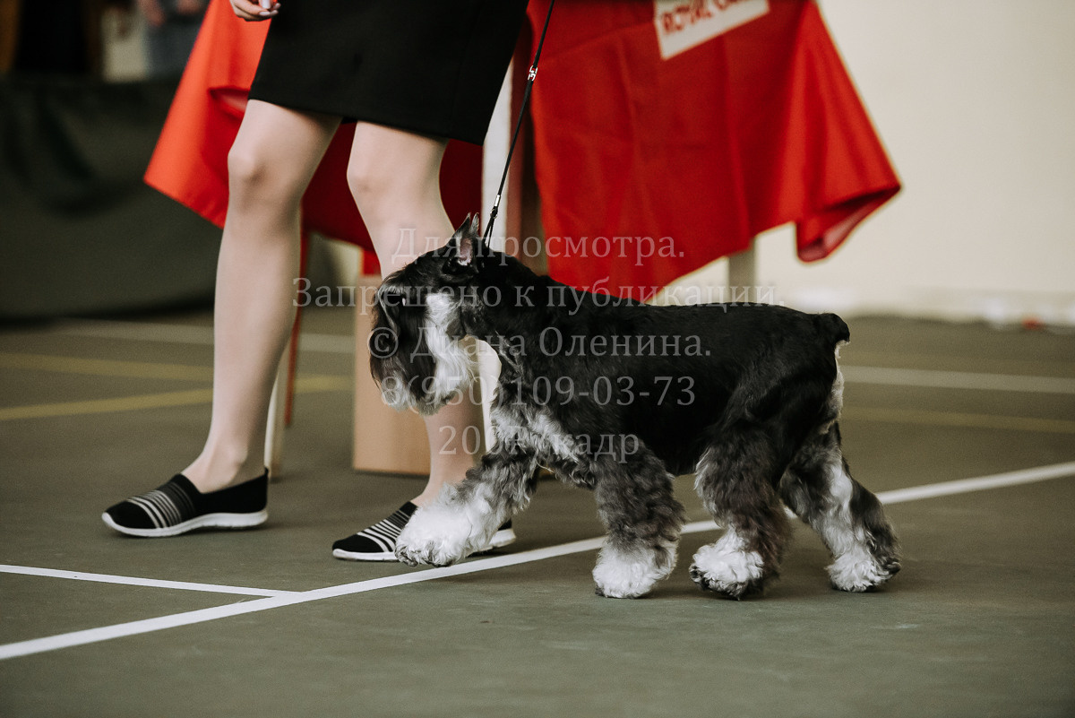 26.03.2022 Выставка собак г. Братск Континенталь. Фотограф Диана Оленина Красноярск / Братск
