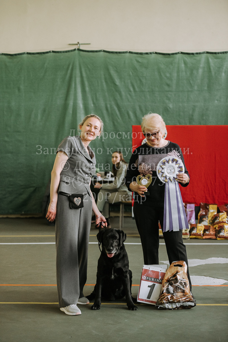 26.03.2022 Выставка собак г. Братск Континенталь. Фотограф Диана Оленина Красноярск / Братск