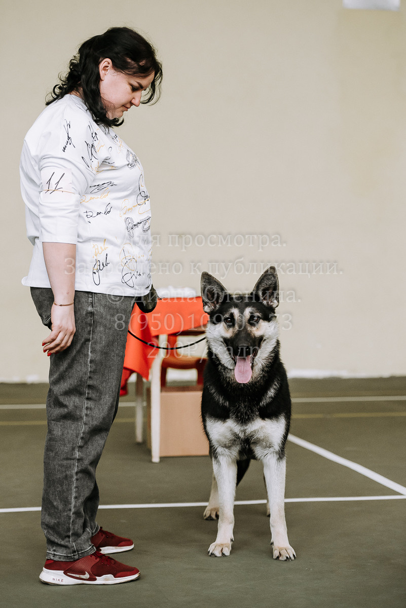 26.03.2022 Выставка собак г. Братск Континенталь. Фотограф Диана Оленина Красноярск / Братск