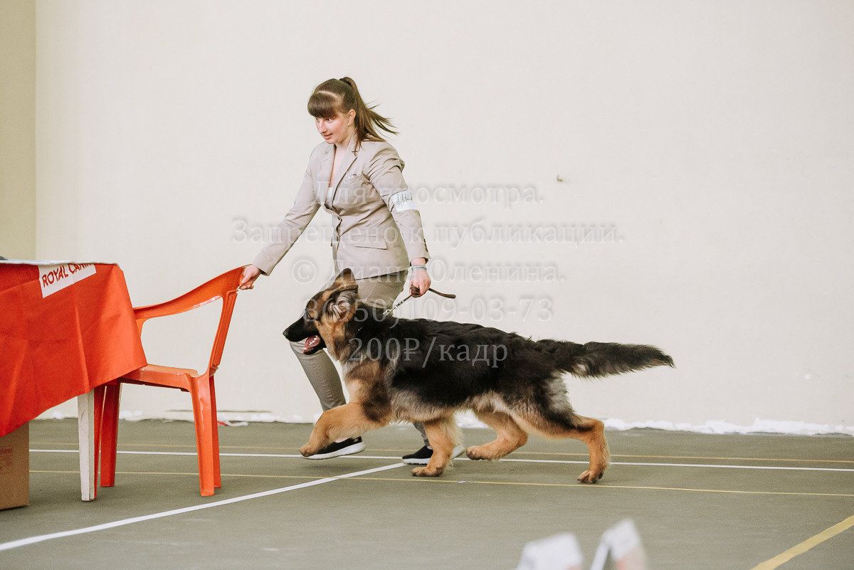 26.03.2022 Выставка собак г. Братск Континенталь. Фотограф Диана Оленина Красноярск / Братск