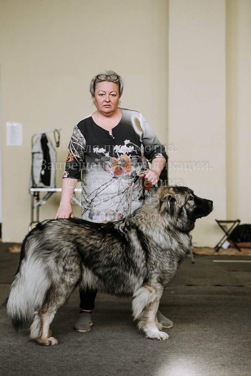 26.03.2022 Выставка собак г. Братск Континенталь. Фотограф Диана Оленина Красноярск / Братск