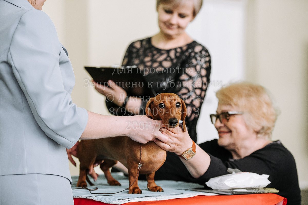 26.03.2022 Выставка собак г. Братск Континенталь. Фотограф Диана Оленина Красноярск / Братск
