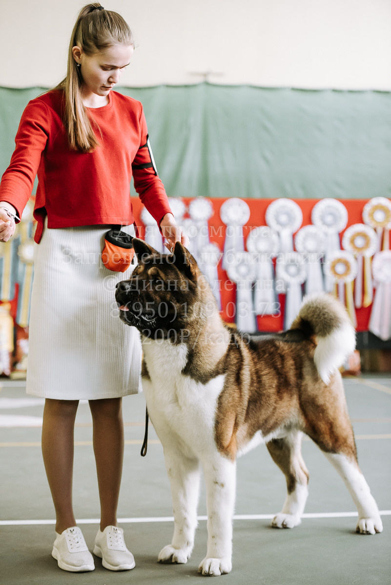 26.03.2022 Выставка собак г. Братск Континенталь. Фотограф Диана Оленина Красноярск / Братск