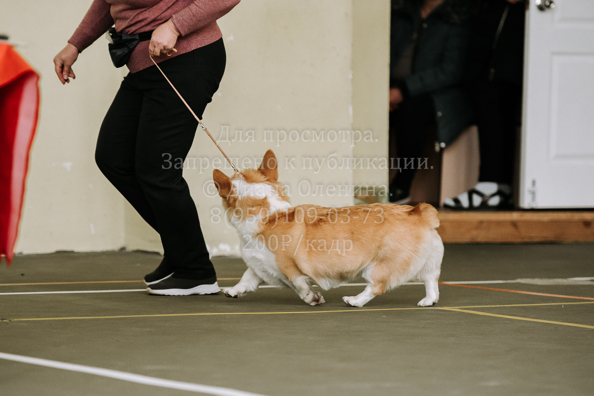 26.03.2022 Выставка собак г. Братск Континенталь. Фотограф Диана Оленина Красноярск / Братск