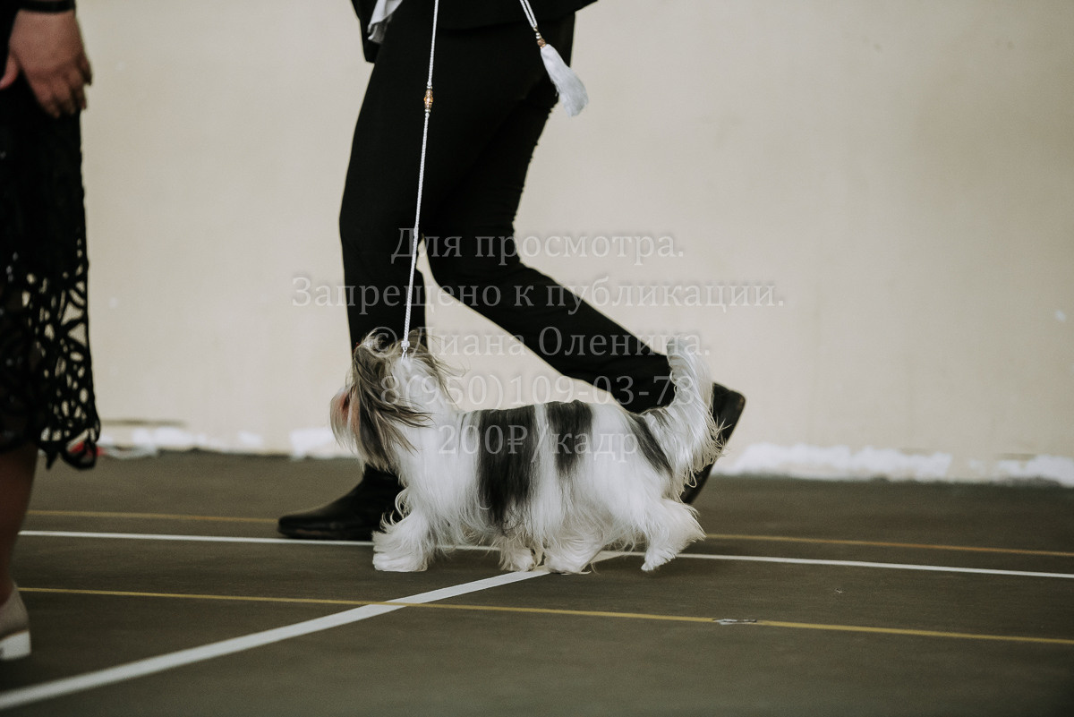 26.03.2022 Выставка собак г. Братск Континенталь. Фотограф Диана Оленина Красноярск / Братск