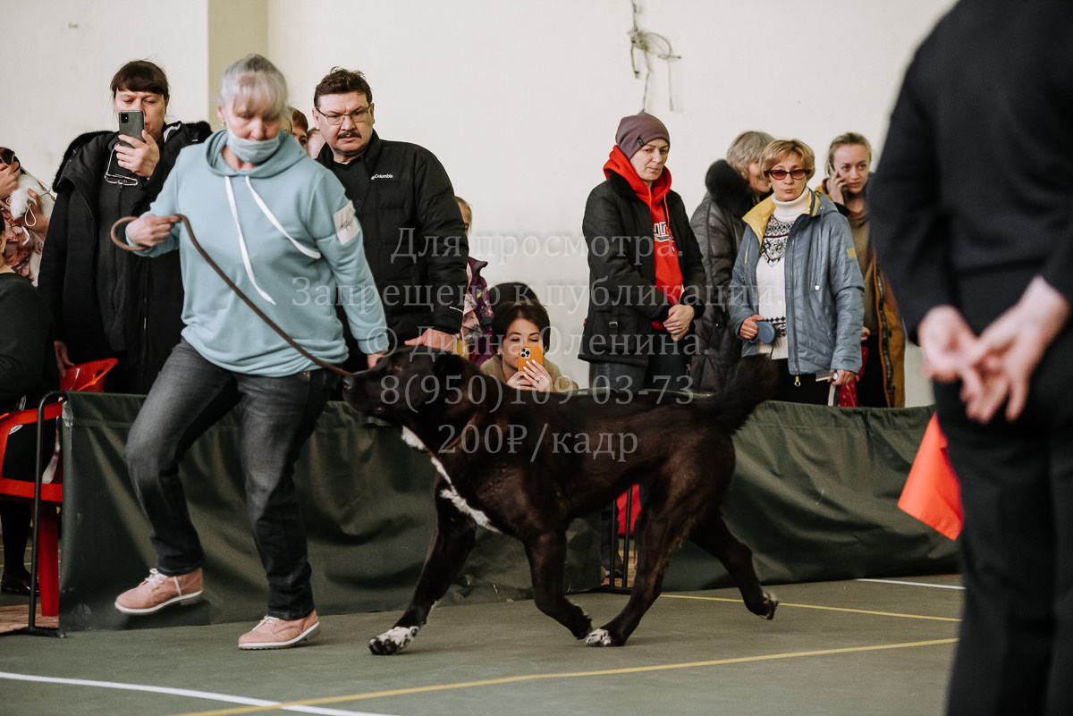 26.03.2022 Выставка собак г. Братск Континенталь. Фотограф Диана Оленина Красноярск / Братск