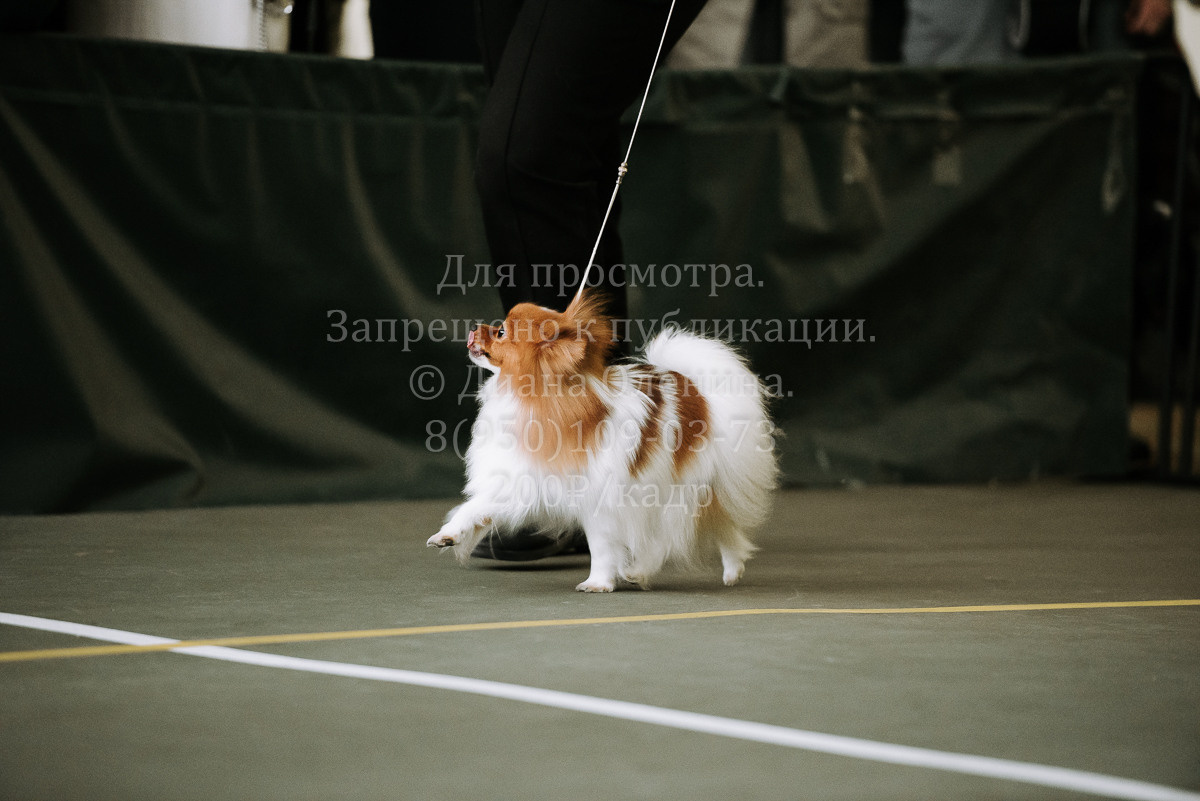 26.03.2022 Выставка собак г. Братск Континенталь. Фотограф Диана Оленина Красноярск / Братск