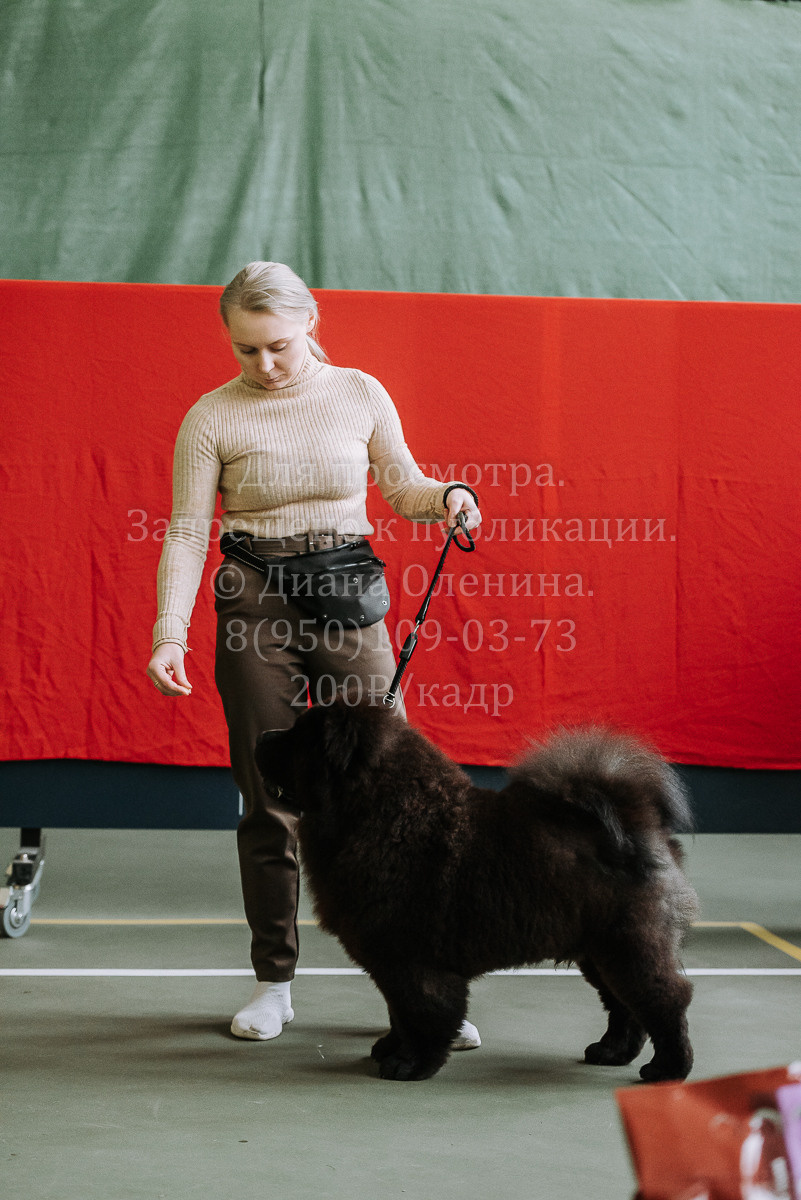 26.03.2022 Выставка собак г. Братск Континенталь. Фотограф Диана Оленина Красноярск / Братск