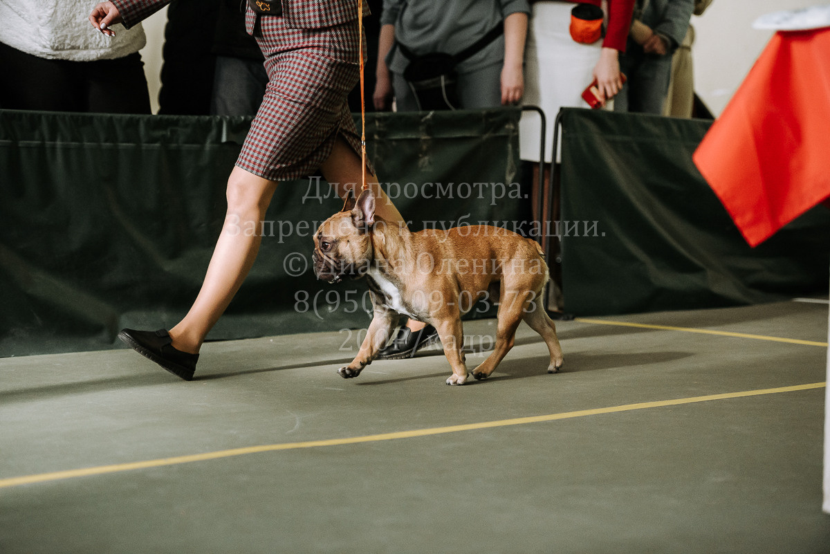 26.03.2022 Выставка собак г. Братск Континенталь. Фотограф Диана Оленина Красноярск / Братск
