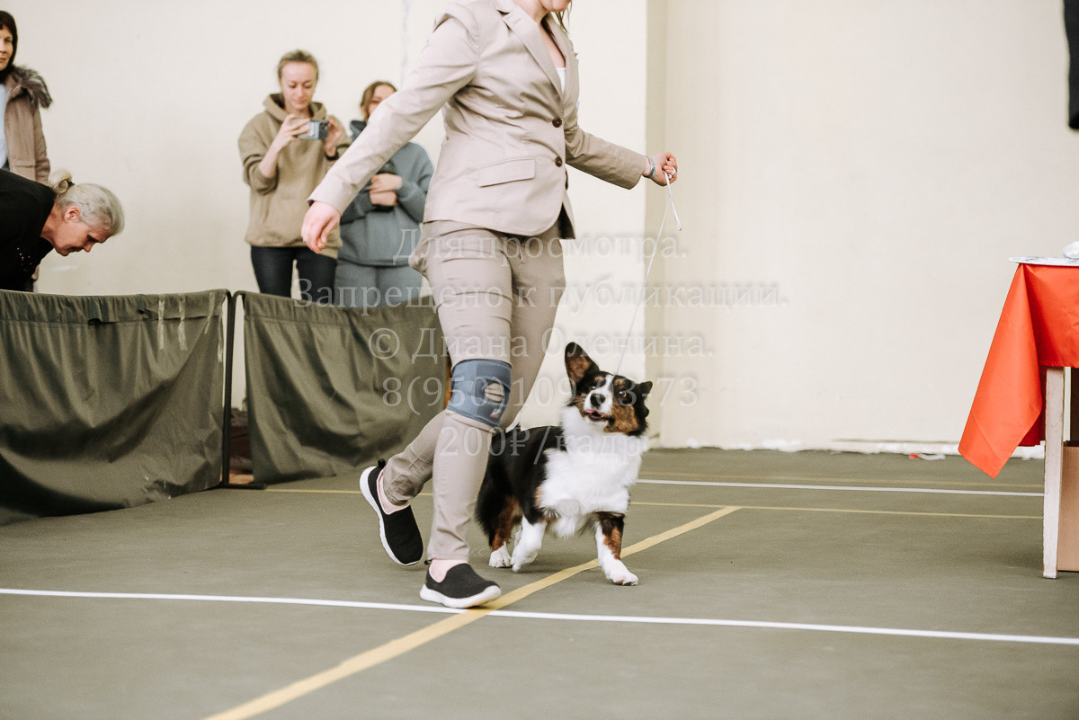 26.03.2022 Выставка собак г. Братск Континенталь. Фотограф Диана Оленина Красноярск / Братск