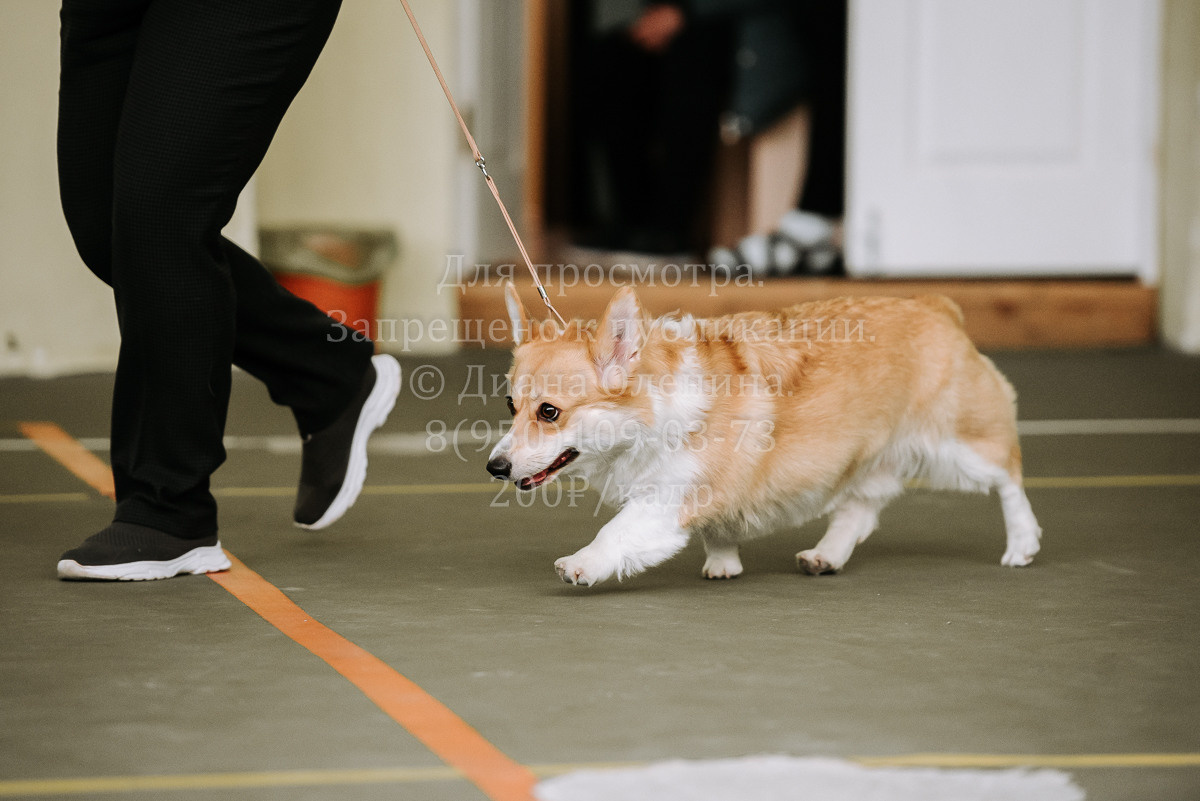 26.03.2022 Выставка собак г. Братск Континенталь. Фотограф Диана Оленина Красноярск / Братск