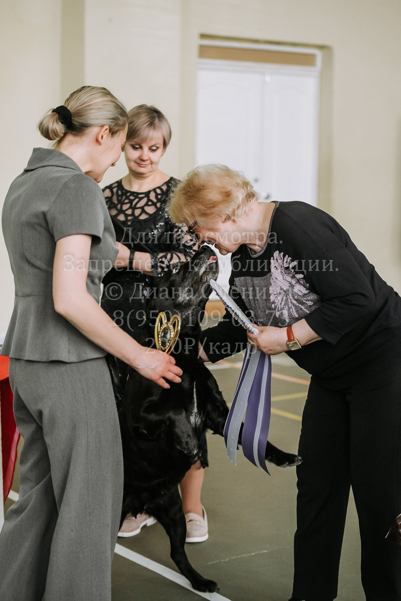 26.03.2022 Выставка собак г. Братск Континенталь. Фотограф Диана Оленина Красноярск / Братск