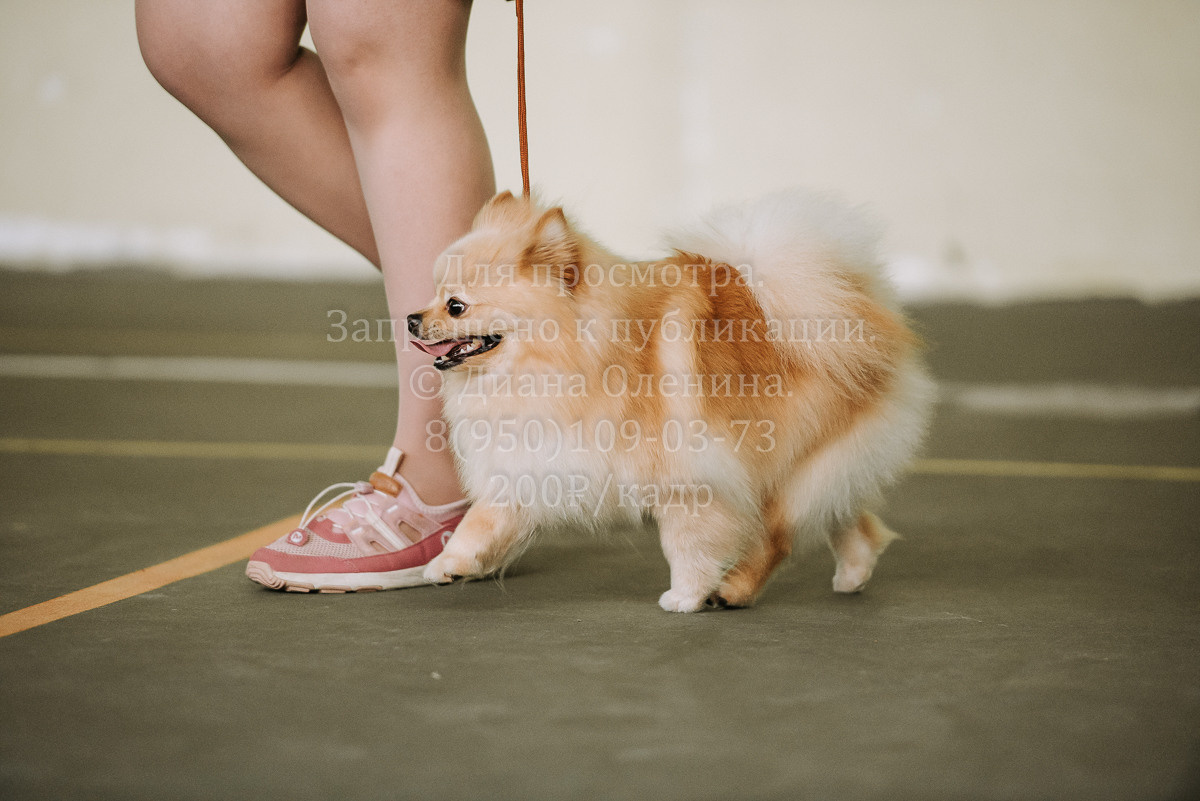 26.03.2022 Выставка собак г. Братск Континенталь. Фотограф Диана Оленина Красноярск / Братск