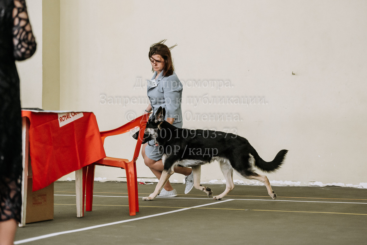 26.03.2022 Выставка собак г. Братск Континенталь. Фотограф Диана Оленина Красноярск / Братск