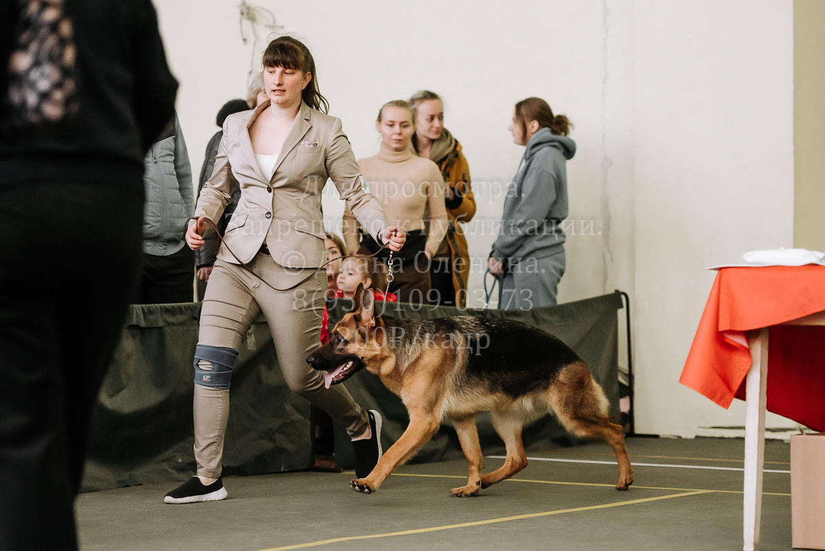 26.03.2022 Выставка собак г. Братск Континенталь. Фотограф Диана Оленина Красноярск / Братск