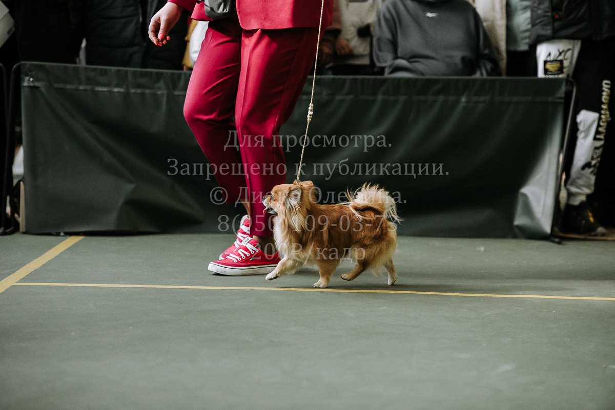 26.03.2022 Выставка собак г. Братск Континенталь. Фотограф Диана Оленина Красноярск / Братск