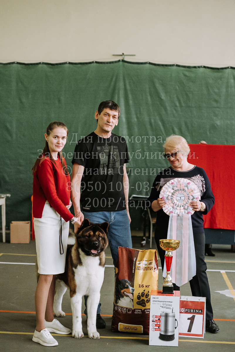 26.03.2022 Выставка собак г. Братск Континенталь. Фотограф Диана Оленина Красноярск / Братск