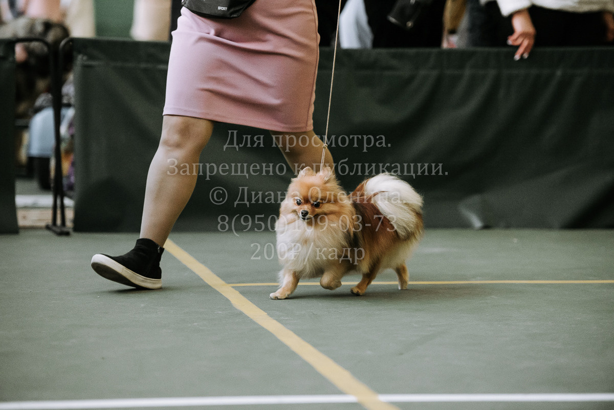 26.03.2022 Выставка собак г. Братск Континенталь. Фотограф Диана Оленина Красноярск / Братск