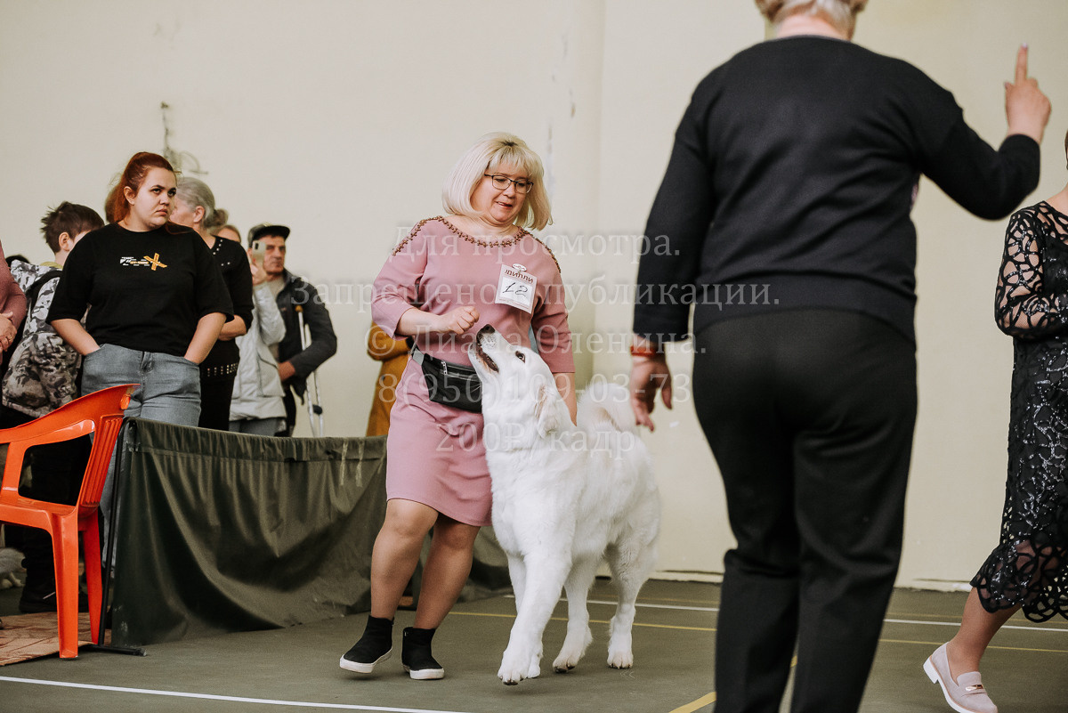 26.03.2022 Выставка собак г. Братск Континенталь. Фотограф Диана Оленина Красноярск / Братск