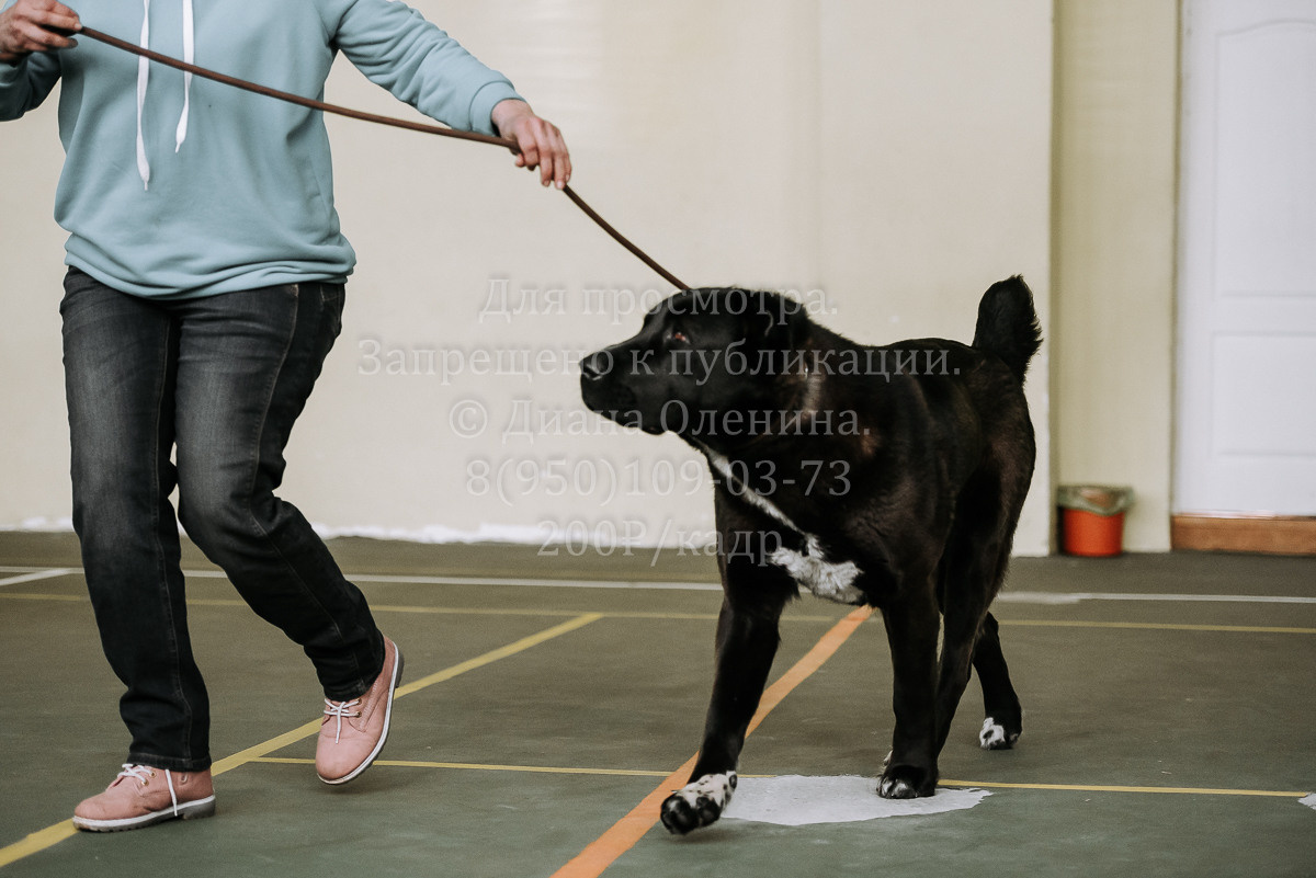 26.03.2022 Выставка собак г. Братск Континенталь. Фотограф Диана Оленина Красноярск / Братск