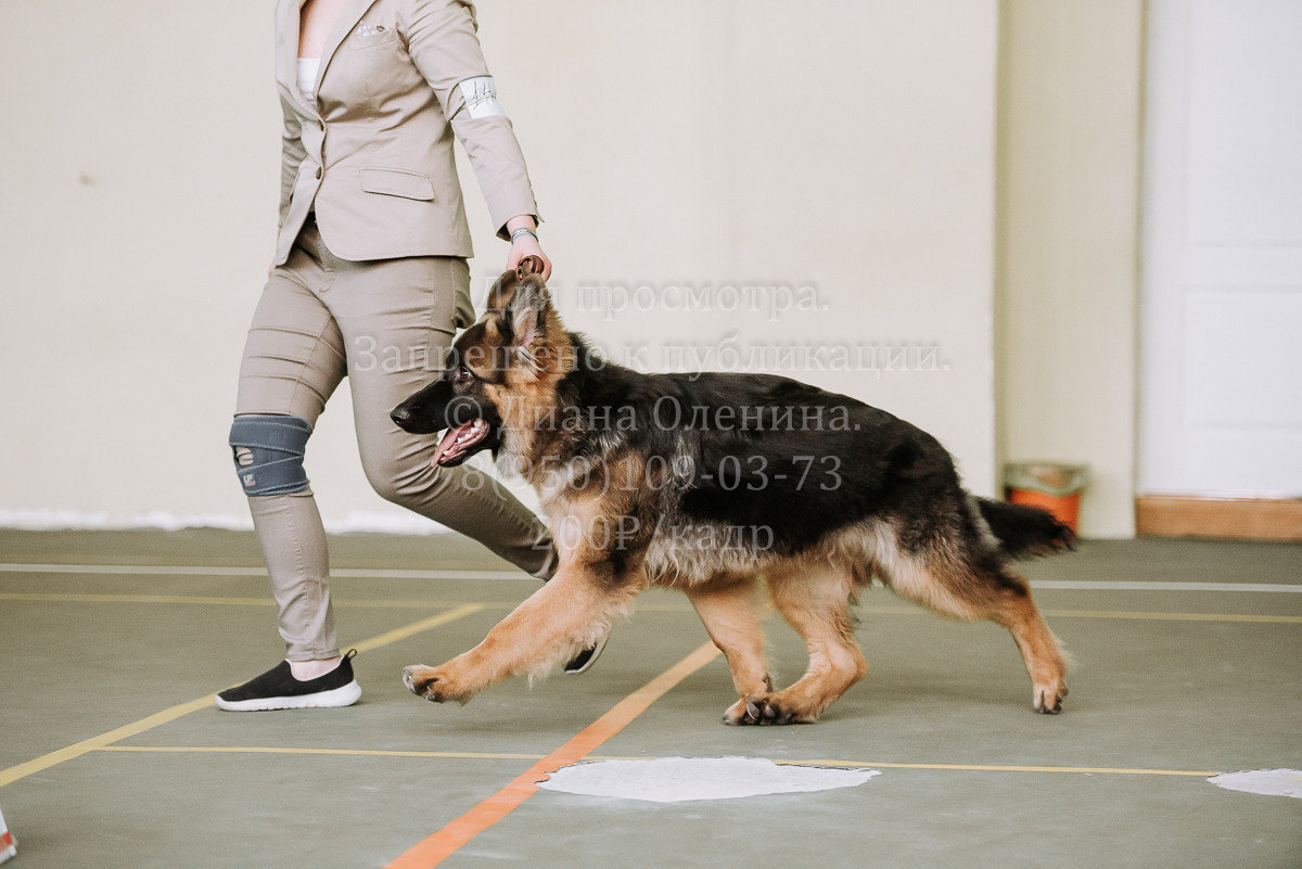 26.03.2022 Выставка собак г. Братск Континенталь. Фотограф Диана Оленина Красноярск / Братск