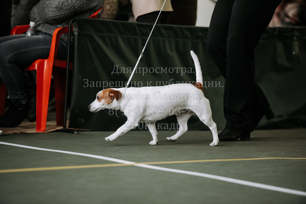 26.03.2022 Выставка собак г. Братск Континенталь. Фотограф Диана Оленина Красноярск / Братск