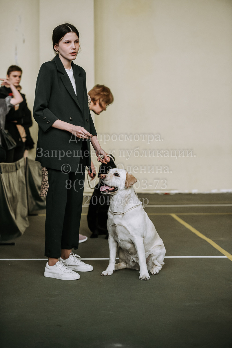 26.03.2022 Выставка собак г. Братск Континенталь. Фотограф Диана Оленина Красноярск / Братск