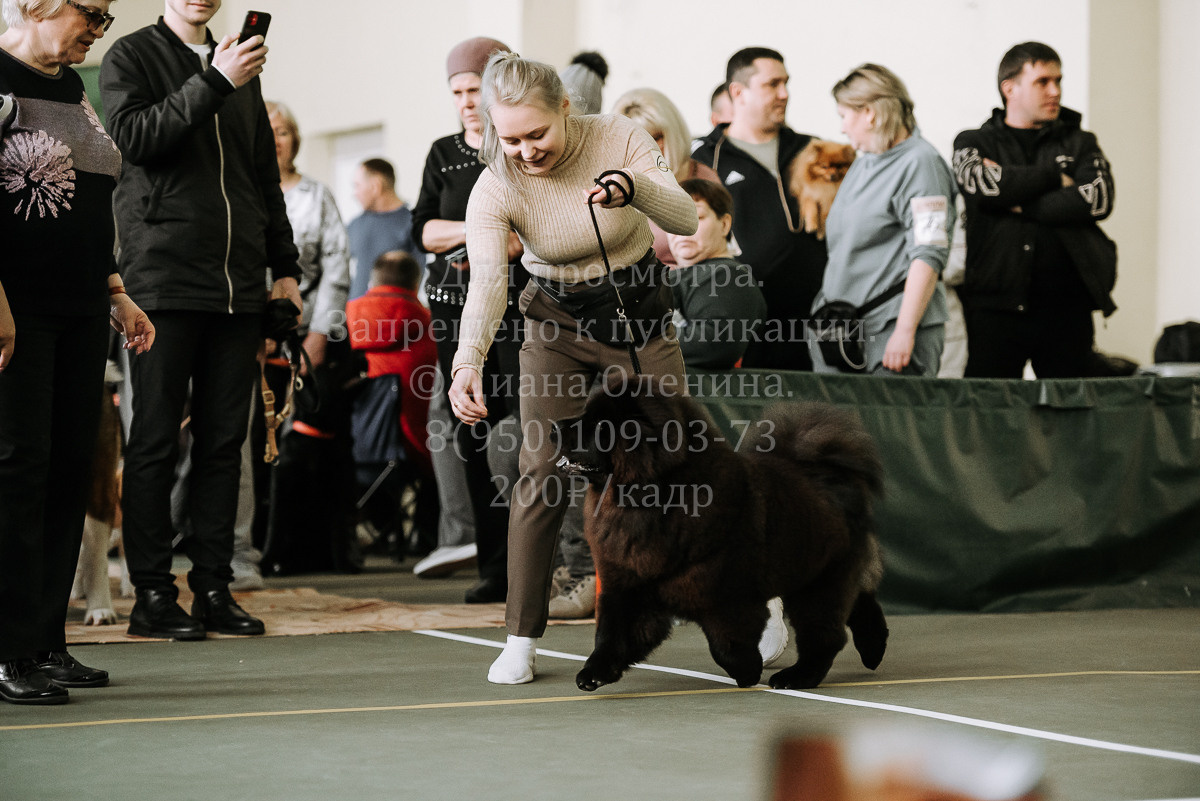 26.03.2022 Выставка собак г. Братск Континенталь. Фотограф Диана Оленина Красноярск / Братск