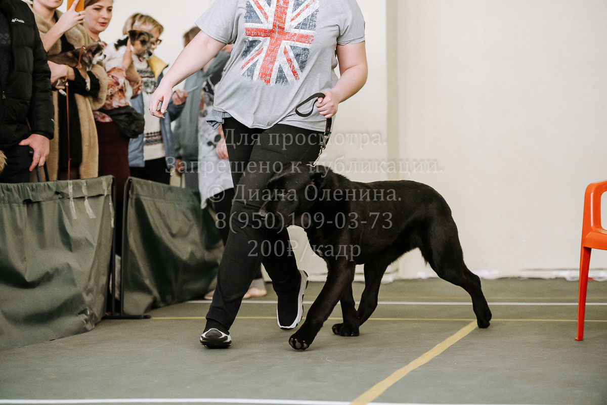 26.03.2022 Выставка собак г. Братск Континенталь. Фотограф Диана Оленина Красноярск / Братск