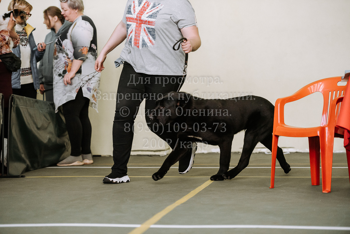 26.03.2022 Выставка собак г. Братск Континенталь. Фотограф Диана Оленина Красноярск / Братск