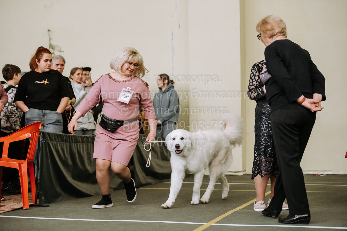 26.03.2022 Выставка собак г. Братск Континенталь. Фотограф Диана Оленина Красноярск / Братск