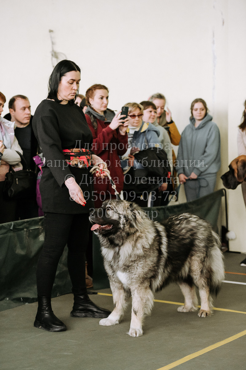 26.03.2022 Выставка собак г. Братск Континенталь. Фотограф Диана Оленина Красноярск / Братск
